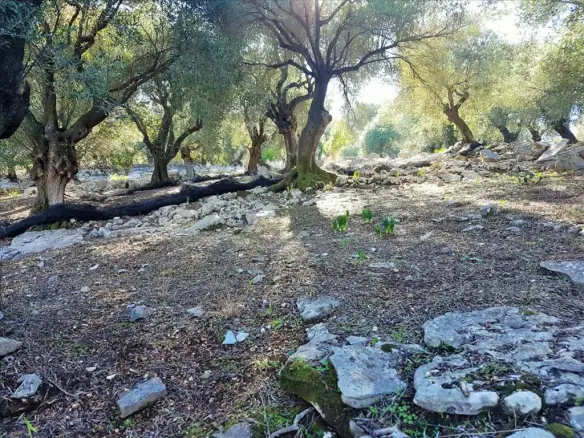 Land In Corfu, Greece (152 M²)