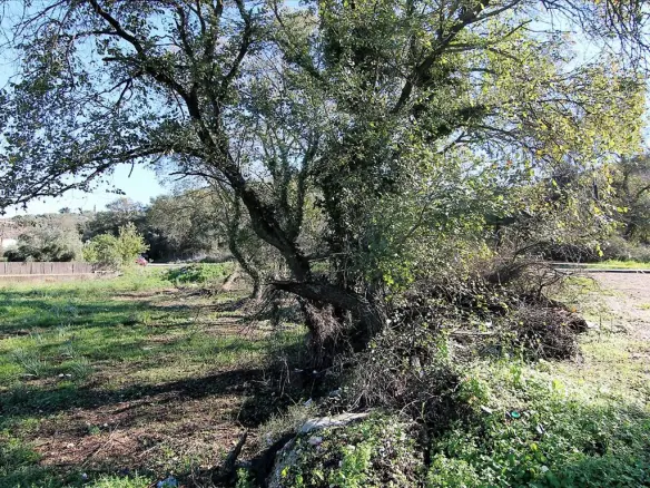Land In Corfu, Greece