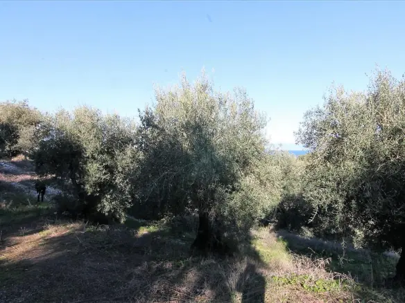 Land In Corfu, Greece