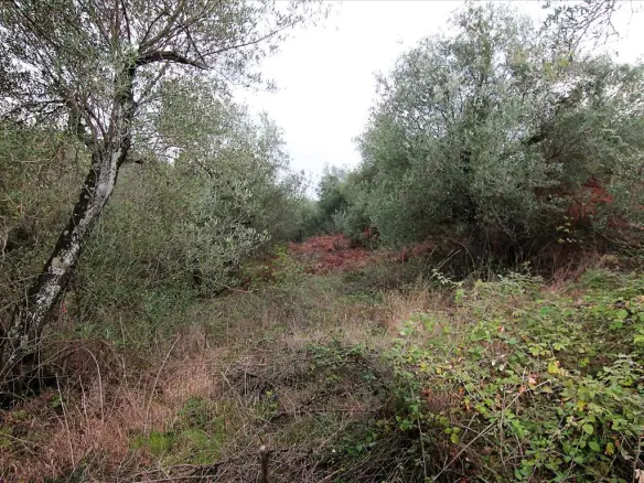 Land In Corfu, Greece