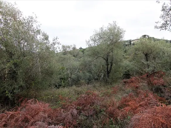 Land In Corfu, Greece