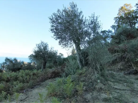 9000 M² Plot Available In Corfu