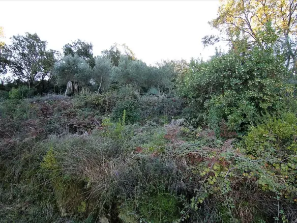 9000 M² Plot Available In Corfu