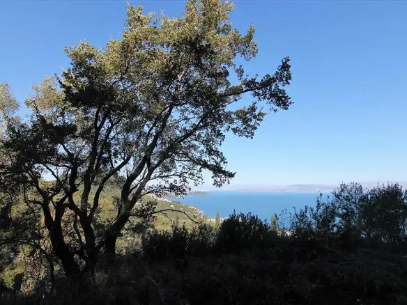 9000 M² Plot Available In Corfu
