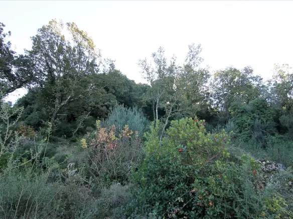 5000 M² Plot Available In Corfu For Development
