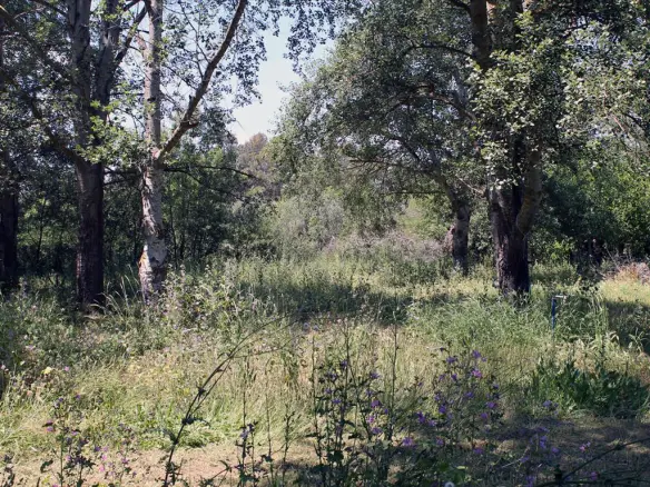 Land In Kassandra, Greece