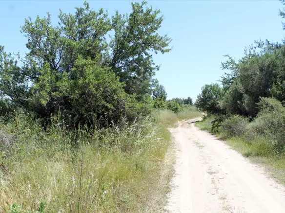 Land In Kassandra, Greece