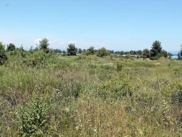 Land In Kassandra, Greece