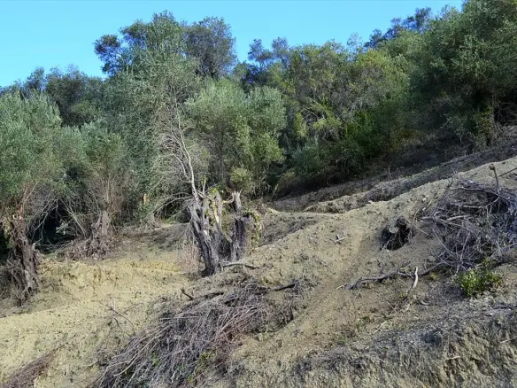 Land In Corfu, Greece
