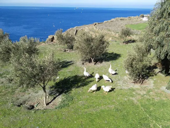Land In Andros, Greece