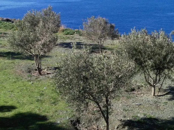 Land In Andros, Greece