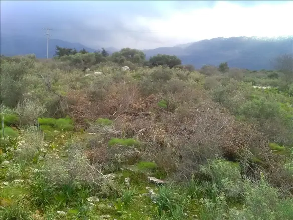 Land In Vamos, Greece