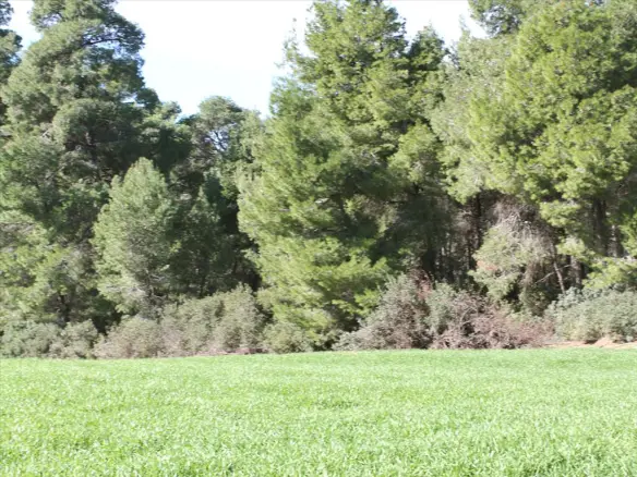Land In Kassandra, Greece