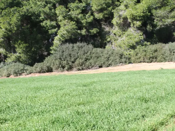 Land In Kassandra, Greece