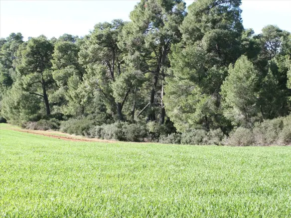 Land In Kassandra, Greece