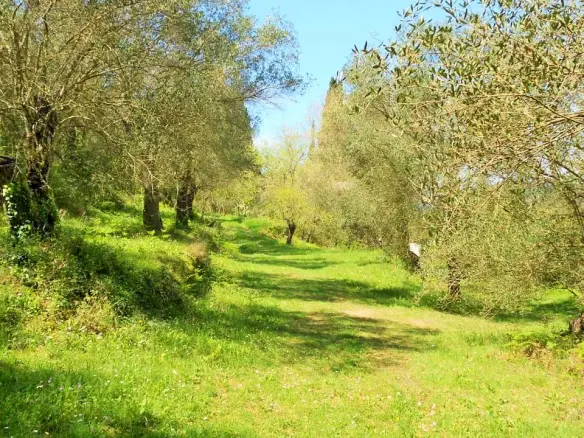 10500 M² Plot Available In Corfu