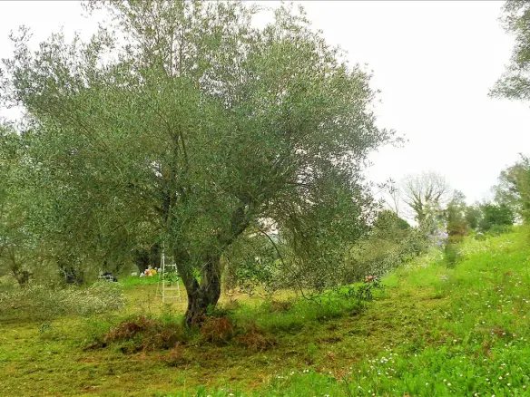 10500 M² Plot Available In Corfu