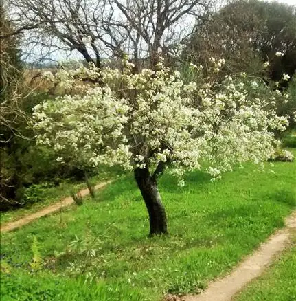 10500 M² Plot Available In Corfu