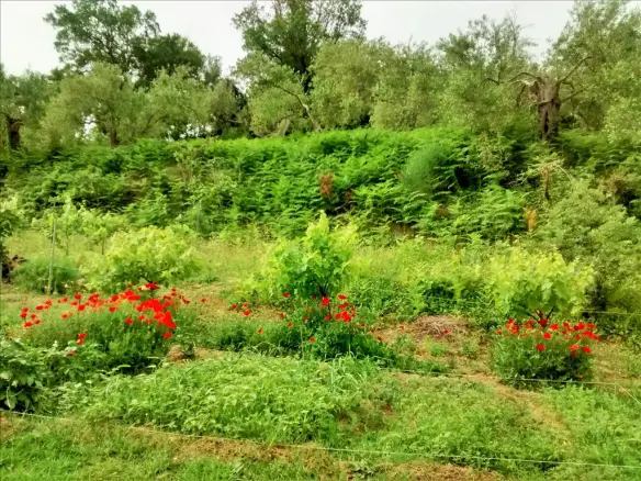 10500 M² Plot Available In Corfu