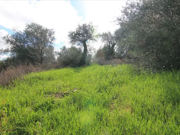 Land In Corfu, Greece