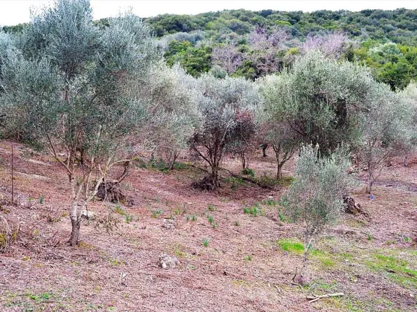 Land In Corfu, Greece