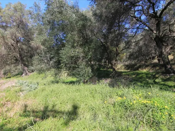 Land In Corfu, Greece