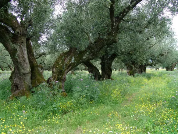 Land In Arkadi, Greece