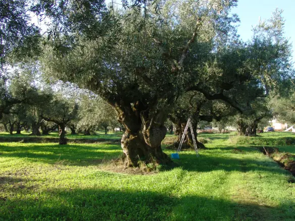 Land In Arkadi, Greece