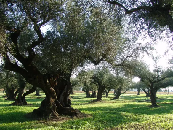 Land In Arkadi, Greece