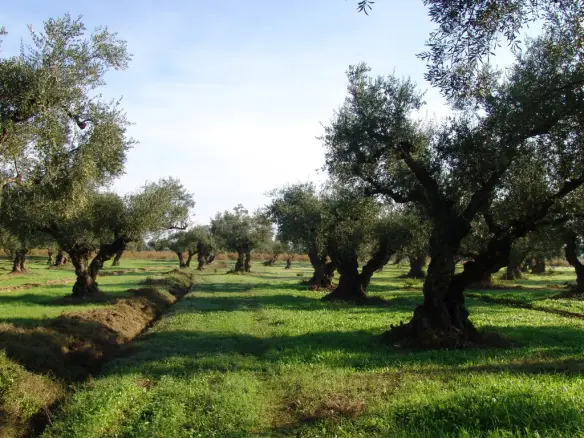 Land In Arkadi, Greece