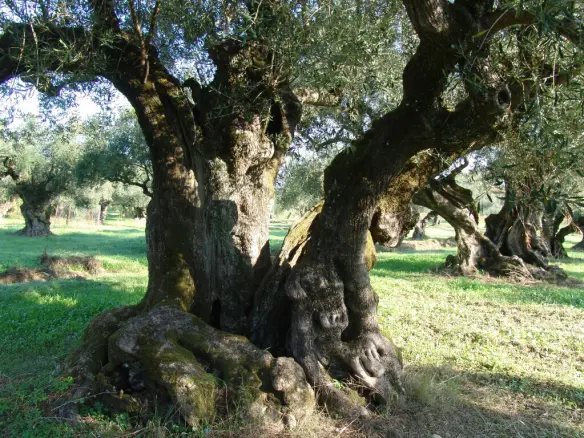 Land In Arkadi, Greece
