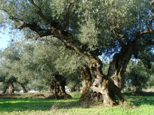 Land In Arkadi, Greece