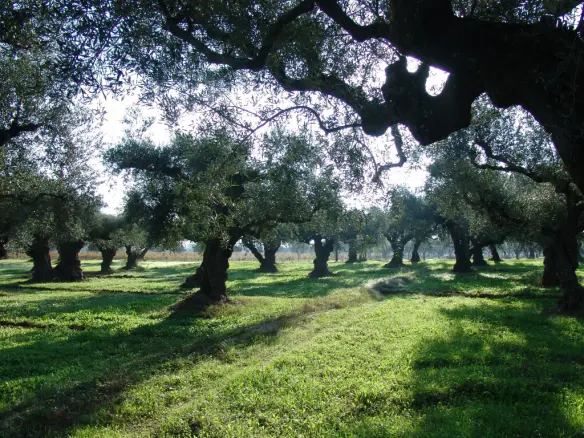 Land In Arkadi, Greece