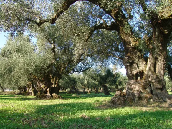 Land In Arkadi, Greece