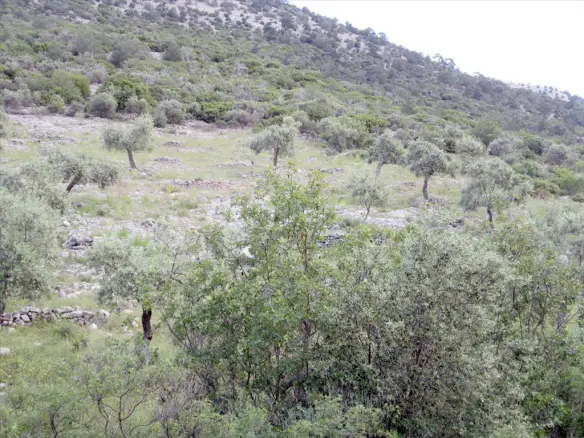 Land In Thasos, Greece