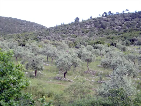 Land In Thasos, Greece