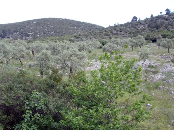 Land In Thasos, Greece