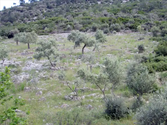 Land In Thasos, Greece