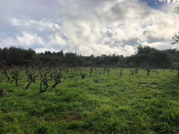 Land In Vamos, Greece