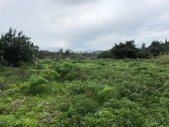 Land In Vamos, Greece