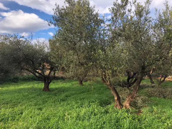 Land In Vamos, Greece