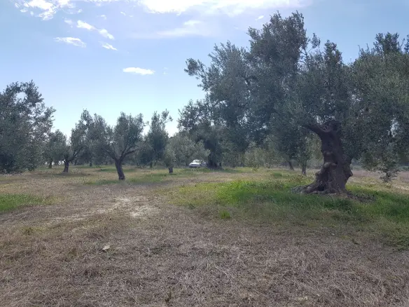 Land In Kassandra, Greece