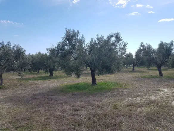 Land In Kassandra, Greece