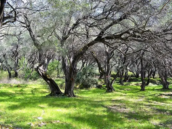 Land In Corfu, Greece