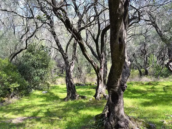 Land In Corfu, Greece