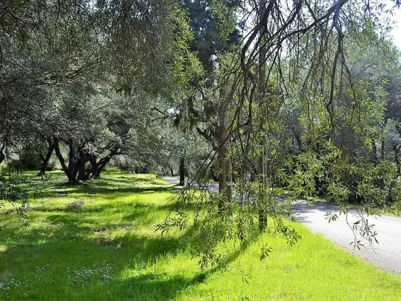Land In Corfu, Greece