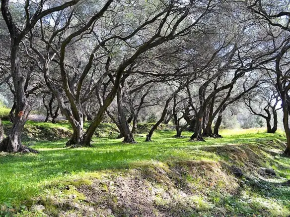 Land In Corfu, Greece