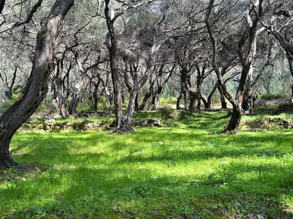 Land In Corfu, Greece