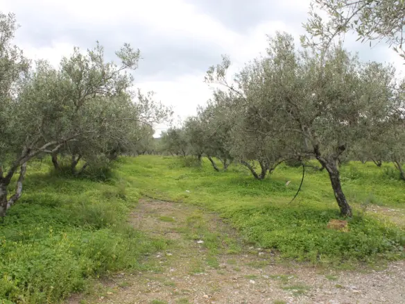 Business In Neapoli, Greece (105 M²)