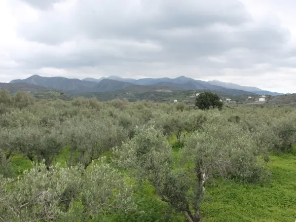 Business In Neapoli, Greece (105 M²)